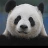 That freaking bear wont die!🐼Aka Tpanda's profile picture