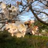 鰤じっと profil fotoğrafı