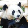 ぺこひん 的头像