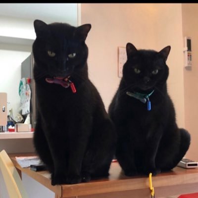アグリとウキョウ's profile picture