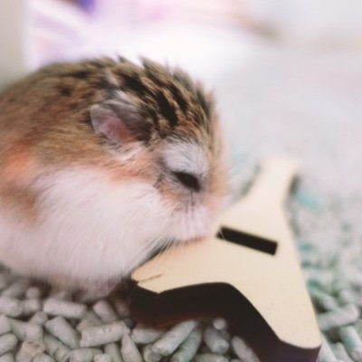 hamhamempire's profile picture