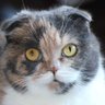 いけ profil fotoğrafı