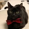 Profilbild von Get a Cat they said