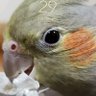 オカメインコ 的头像