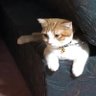 Yさち 的头像