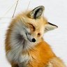 VulpyFoxAD 的头像