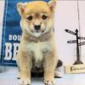 Фото профиля 柴犬·͜·♡もも