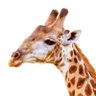 Фото профиля キリンの目🦒