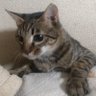 ハンニンマエ=おっさんのレトロゲーム収集中(仮)'s profile picture