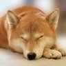 だいすけ🐶いぬさわ🐕 的头像