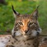 Cold Lynx profil fotoğrafı
