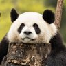 Leonard 的头像
