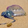 Man O War's profile picture