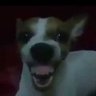 Фото профиля El perro que rie