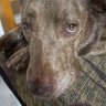 Profilbild von Singhjen @ yellow dog