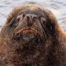 fur seal of approval profil fotoğrafı