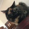 Pepper's profile picture