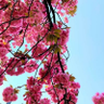 Фото профиля トマト