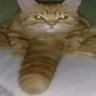 Profilbild von spikesmeagol