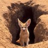 Le fennec ! الفنك profil fotoğrafı