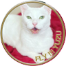 TOSCA(楽ママ)'s profile picture