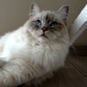 Lainemy 的头像