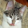 😺 Brady KitKat 😺's profile picture