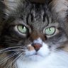 Claude Pruvost's profile picture