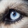 Profilbild von Dido*
