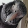 JVs profil fotoğrafı
