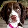 Springer Dad's profile picture