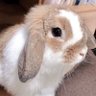 かぐや profil fotoğrafı