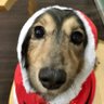 小鳥のさえずり🐣's profile picture