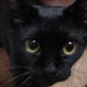 潜水猫5656's profile picture