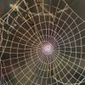 Web of Deceit 的头像