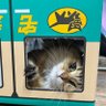 つくねU•ﻌ•Uとぽんずฅ•ω•ฅ 的头像