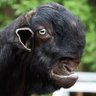 Profilbild von Cacusavacusa