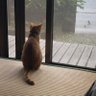 竜楼 クロ profil fotoğrafı