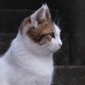 スマイリー・スマイリー・スマイリー(さぐゆー・ふぉーど・2Pカラーになっている他)'s profile picture