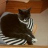 Profilbild von ririan888