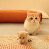 memet güneş profil fotoğrafı