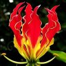 குமரேச படையாட்சி profil fotoğrafı