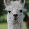 Your Favorite Llama profil fotoğrafı