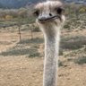 Ya ne dogovorila's profile picture