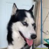 Lobo's profile picture