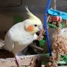🐤🐶かな🐶🐤 profil fotoğrafı