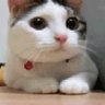 Фото профиля しるしる🐈🐾