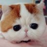 Profilbild von 虎錠之介