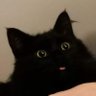 kwasożłop ܢܢ 🦊's profile picture