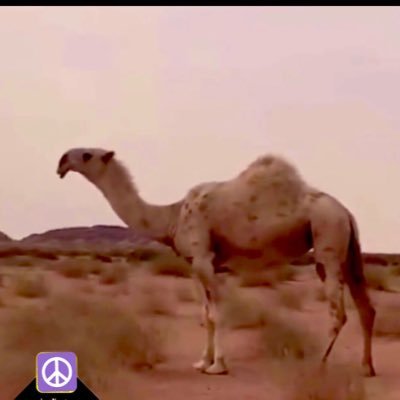 bdwealj's profile picture